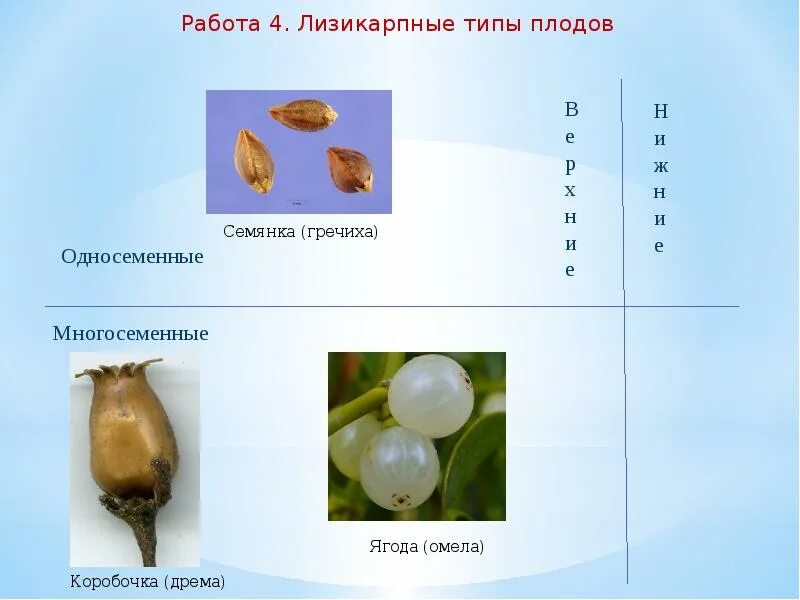 ГЛАВА IV ГЕНЕРАТИВНЫЕ ОРГАНЫ ВЫСШИХ РАСТЕНИЙ