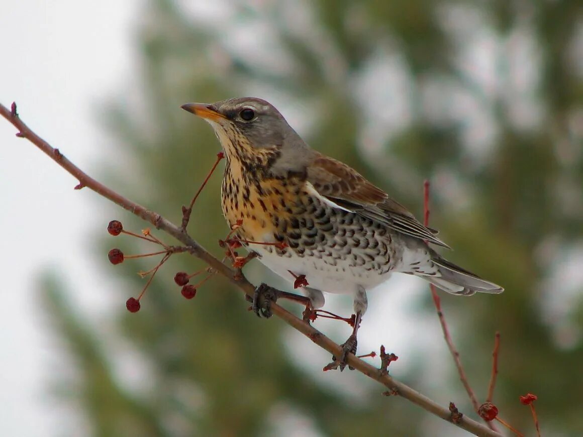 Дрозд фотография. Певчий дрозд деряба. дрозд-деряба (turdus viscivorus). дрозд деряба рябинник. слеток дрозда рябинника.
