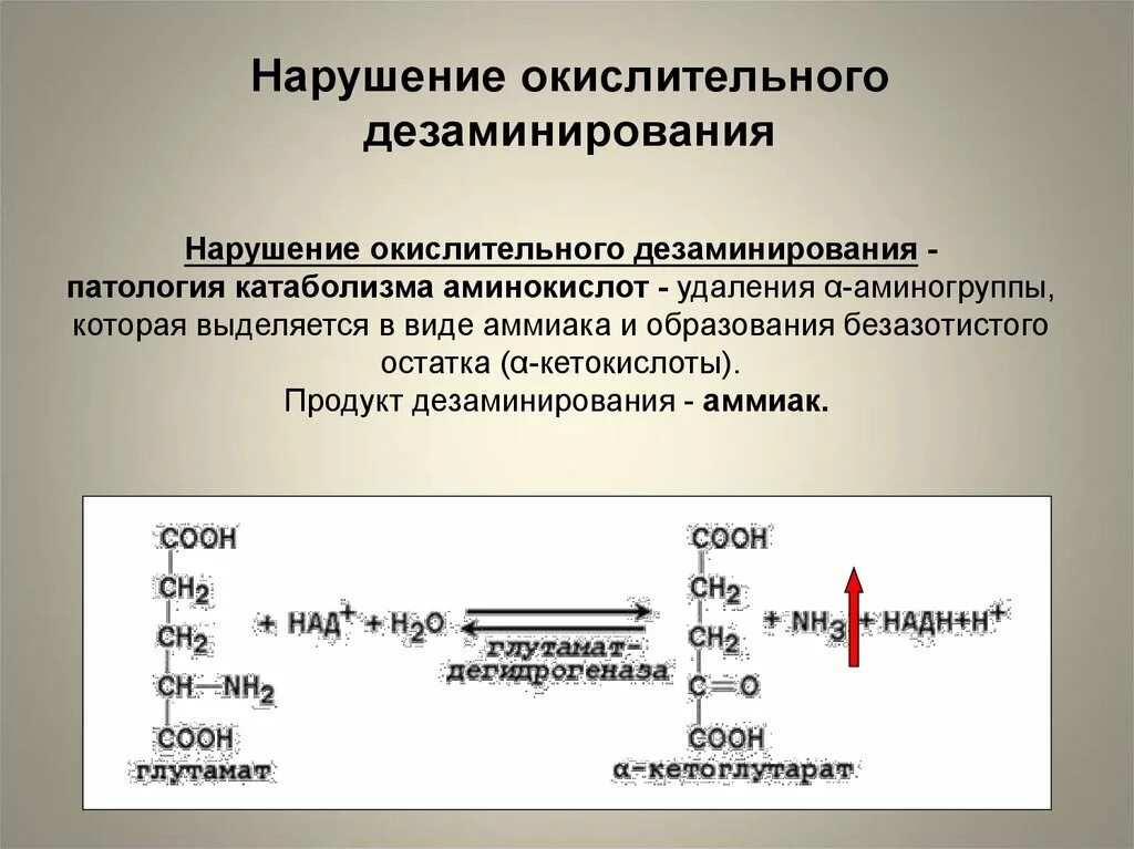 Окислительное дезаминирование. Дезаминирование аминокислот. Дезаминирование аммиака. Типы дезаминирования аминокислот. В результате дезаминирования образуется