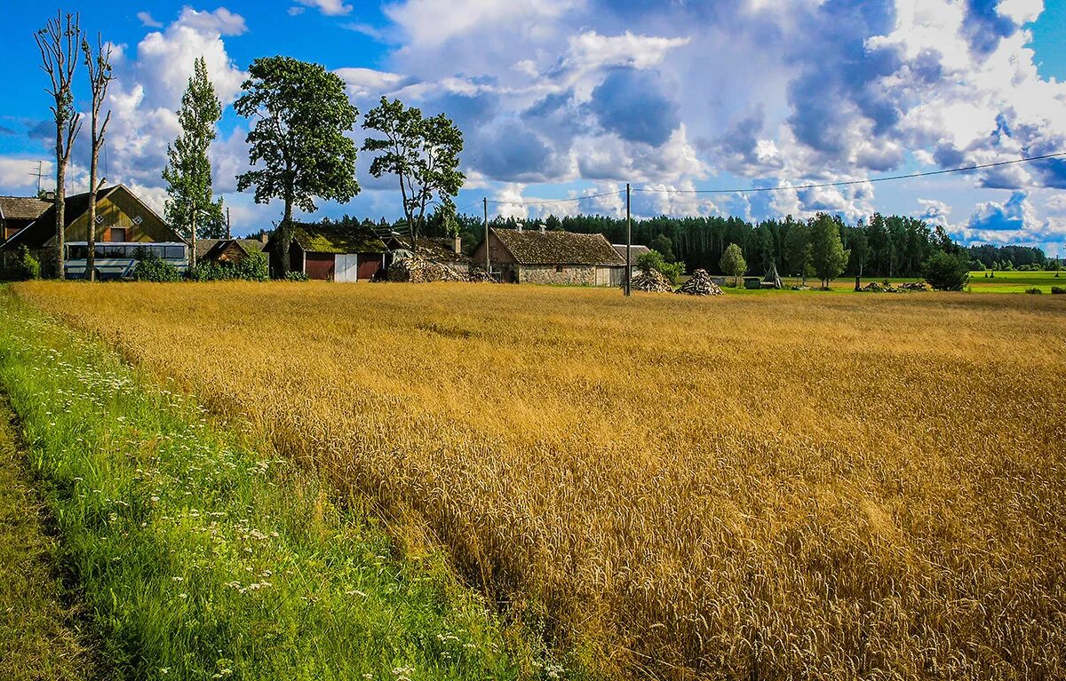 Поля из деревни из какой деревни. Поля из деревни из какой деревни. Поле деревня. Поля из деревни из какой деревни. Поле деревня.