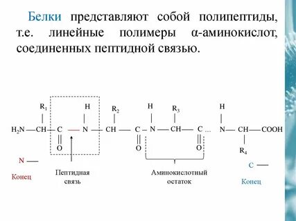 Формирование водородных связей между пептидными группами