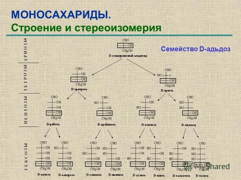 Образование моносахаридов происходит. Строение моносахаридов кратко. строение моносахаридов биохимия. моносахариды их классификация строение. классификация и строение моносахаридов.