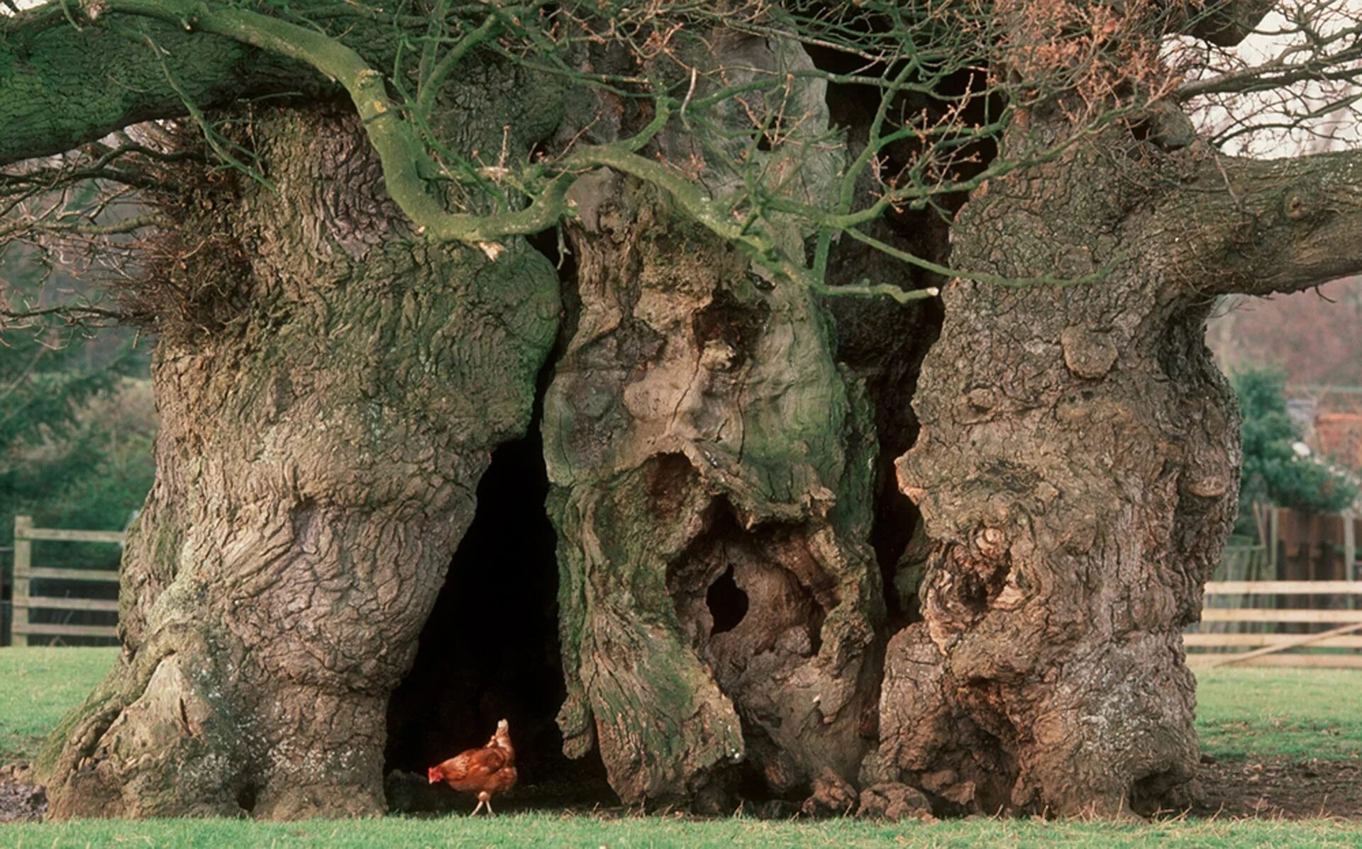 Пробудите оставшихся пари в дереве. Bowthorpe Oak. Дерево с дуплом. Дерево с огромным дуплом. Ствол дерева с дуплом.