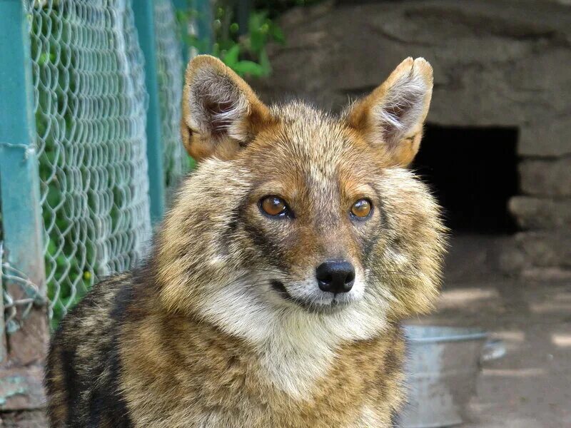 соболь баргузинский животное. жители заповедника. баргузинский заповедник животные соболь. жители заповедника. флора и фауна столбов красноярск.