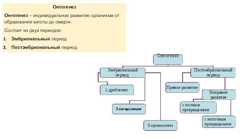 Онтогенез просто. Типы онтогенеза схема. Этапы онтогенеза схема. Периоды онтогенеза схема. Периоды онтогенеза животных таблица.