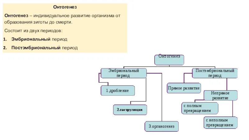 Онтогенез характерен. Типы онтогенеза схема. Этапы онтогенеза схема. Периоды онтогенеза схема. Периоды онтогенеза животных таблица.