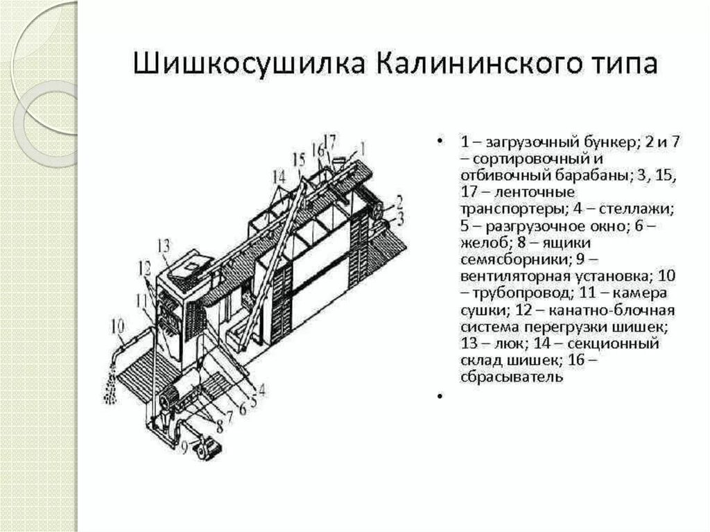 Шишкосушилка барабанного типа. Схема шишкосушилки стеллажного типа. Шишкосушилка Калининского типа. Стационарная шишкосушилка стеллажного типа. Про шишкосушильную фабрику