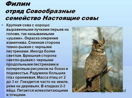 Филин красная книга краткое описание