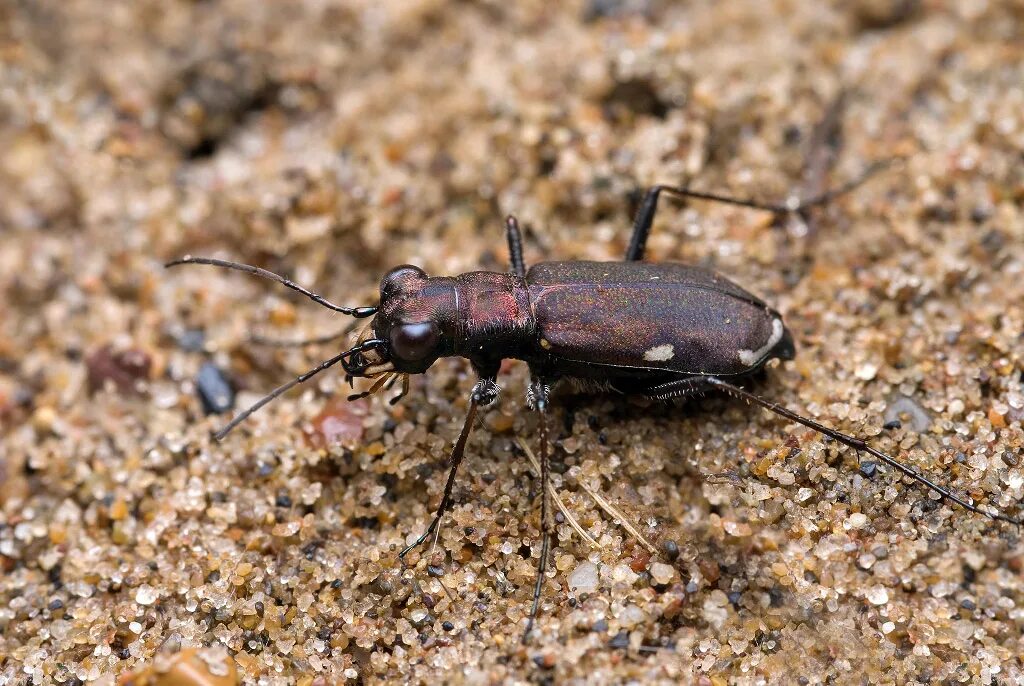 Скакун германский Жук. Cicindela Germanica Linnaeus, 1758. Жук скакун полевой. Песчаный скакун – Cylindera arenaria Viennensis.