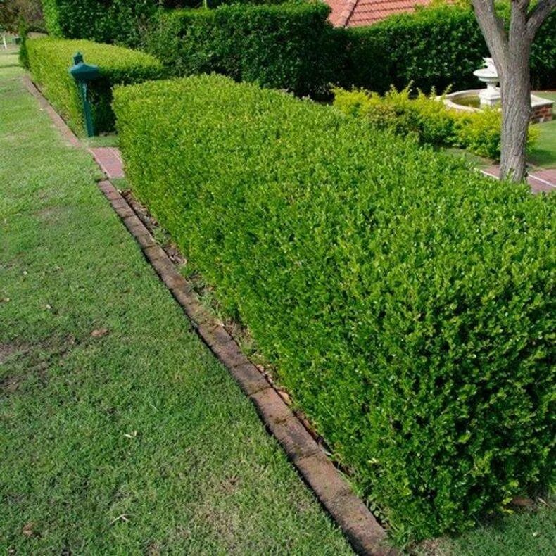 Самшит как ухаживать. Buxus sempervirens изгородь. Самшит Buxus. Самшит Элегантиссима. Бирючина самшитовидная.