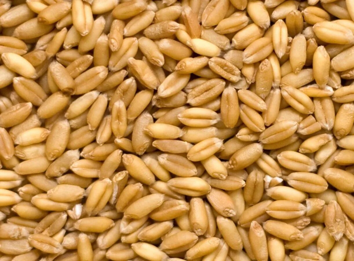 Куплю семена зерновых. Семена Яровой пшеницы. Озимая твердая пшеница семена. Семена Яровой мягкой пшеницы. Пшеница мягкая озимая.