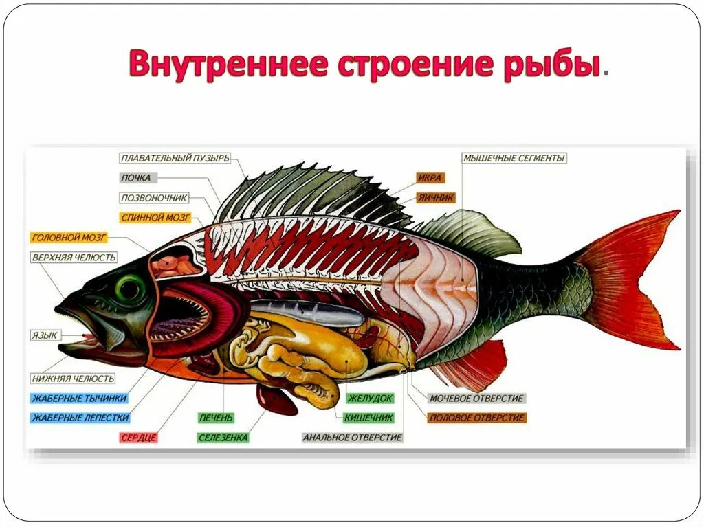 Внешнее строение рыбы скумбрия. Внутренне строение рыбы схема. Внутреннее строение рыбы схема. Строение рыб внутренние внутреннее строение тела. Внутреннее строение карася