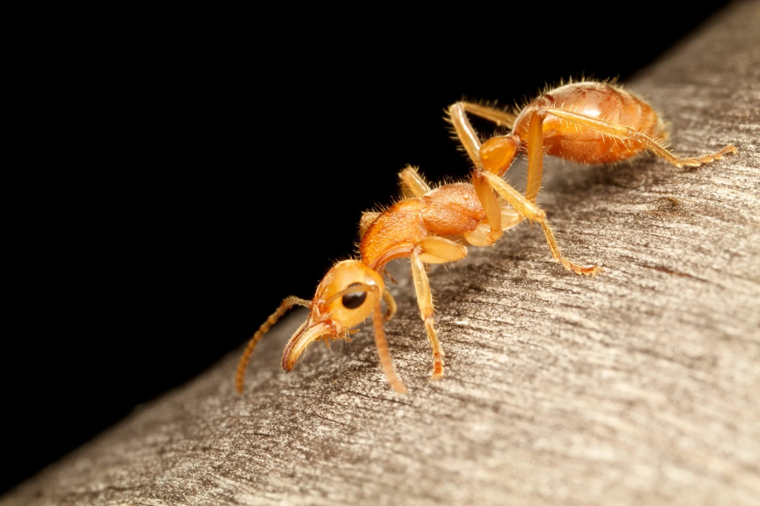 Динозавровый муравей. Nothomyrmecia macrops. Динопонера гигантская муравей. Австралийский динозавровый муравей. Красный муравей-бульдог.