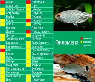 Неон рыбки совместимость