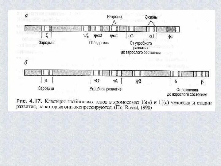 Псевдогены строение. Псевдогены это в генетике. Процессированные псевдогены.