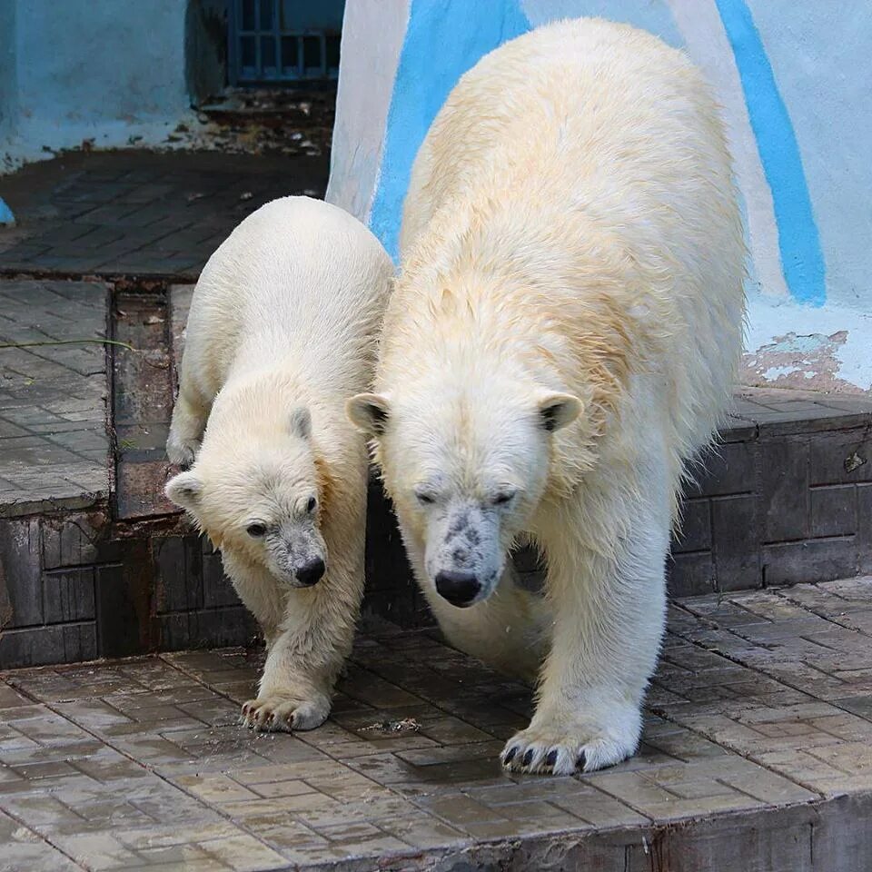 Белые медведи в Новосибирском зоопарке. Зоопарк новосибирск белые медведи