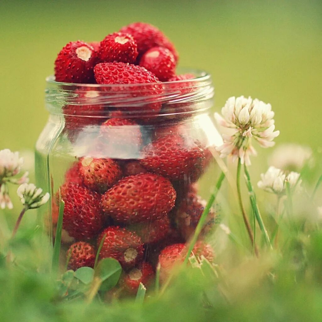 Strawberry flowers
