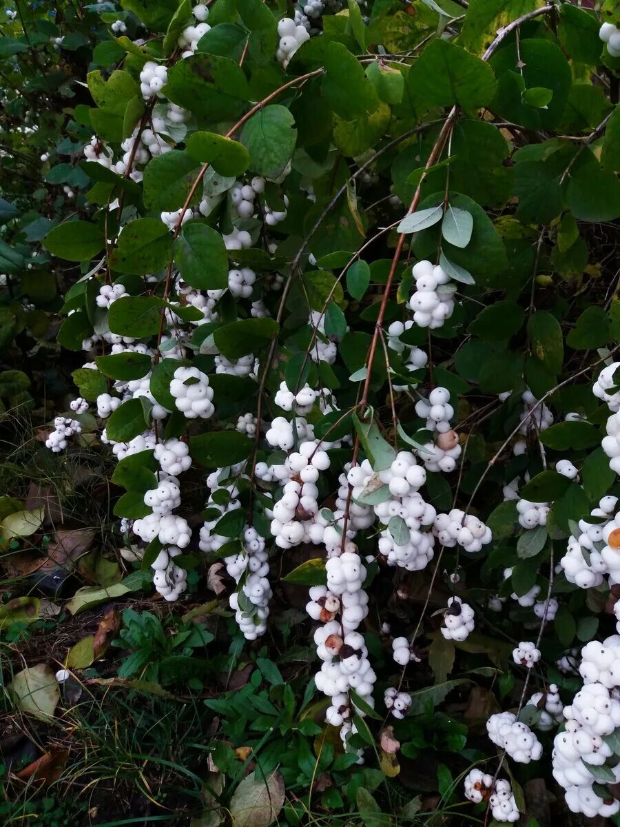Снежноягодник шено. Снежноягодник доренбоза white hedge. Снежный кустарник фото. Снежноягодник доренбоза куст. Снежный кустарник фото.
