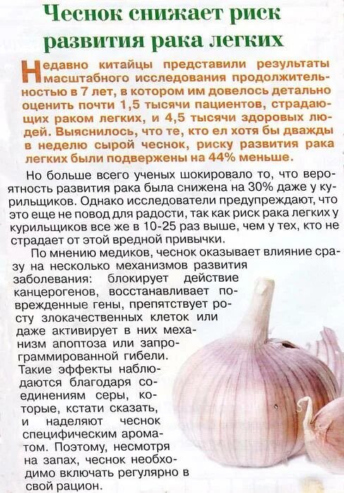 Пить чеснок по утрам. Чеснок при геморрое. Чеснок можно. Сырой чеснок. Чеснок против онкологии.