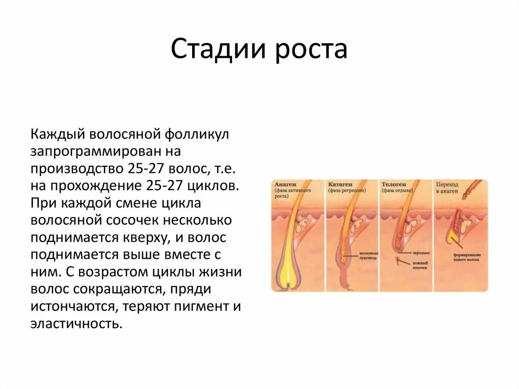 Характеристика роста волос. Характеристика роста волос