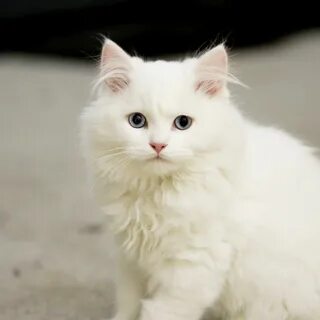 Круглый белый кот