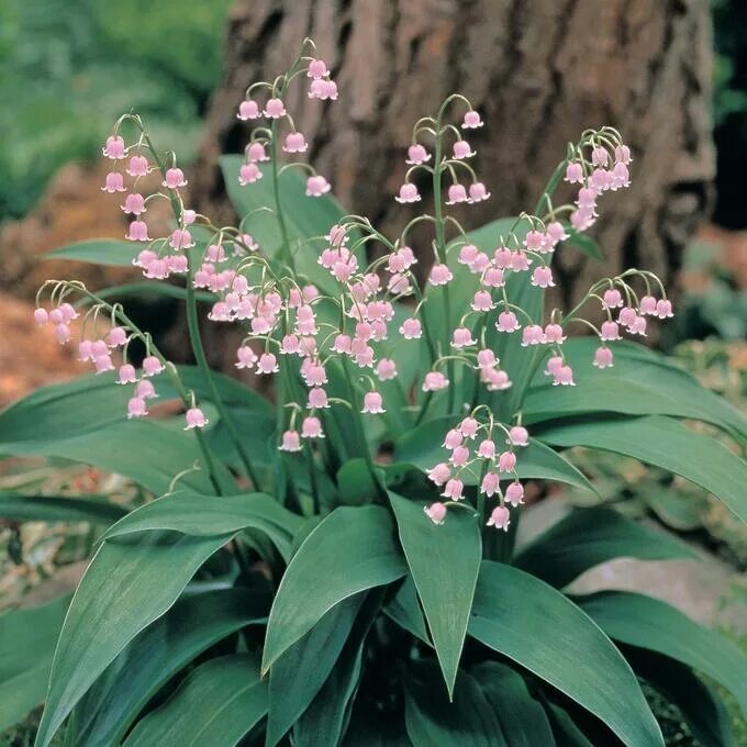 Lily of the Valley Lily of the valley, Planting bulbs, Planting flowers
