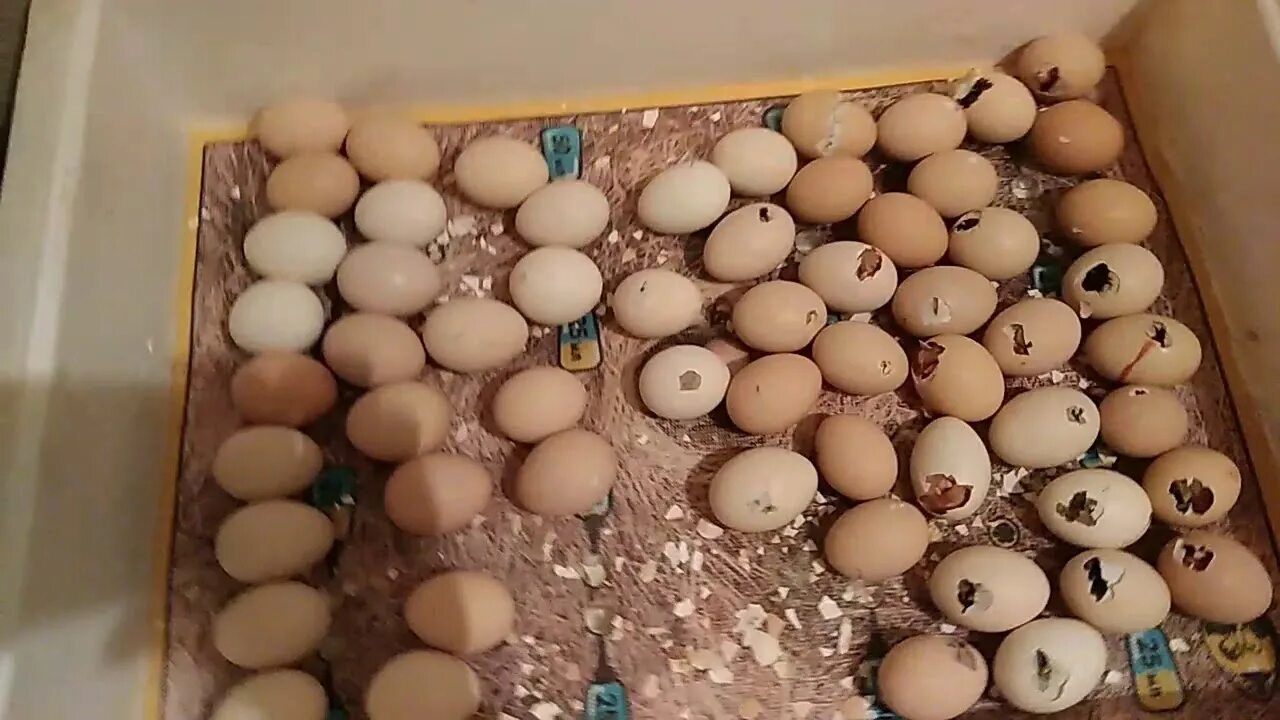 Таблица вывода бройлерных цыплят в инкубаторе. Выведение птенцов. Цыпленок после вылупления. Проклев цыплят в инкубаторе. Таблица инкубации бройлеров росс 308 в инкубаторе.