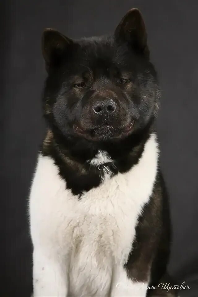 Pin by Соловьев Дмитрий Ильич on *My favorite Akita* Akita puppies, American aki