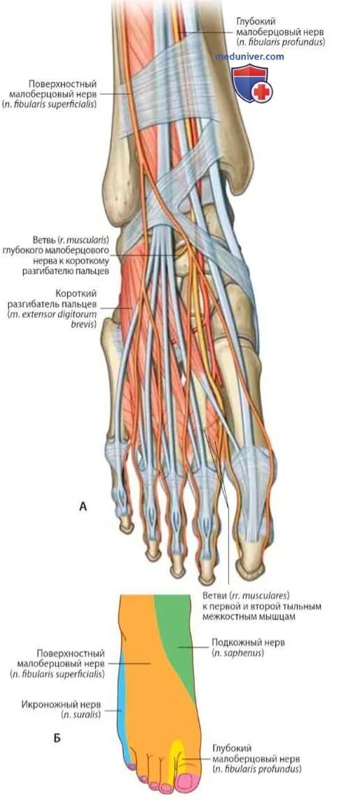 Малоберцовый нерв стопа. Малоберцовый нерв анатомия топография. Иннервация малоберцового нерва. Короткий разгибатель пальцев стопы иннервация. Медиальный подошвенный нерв стопы.