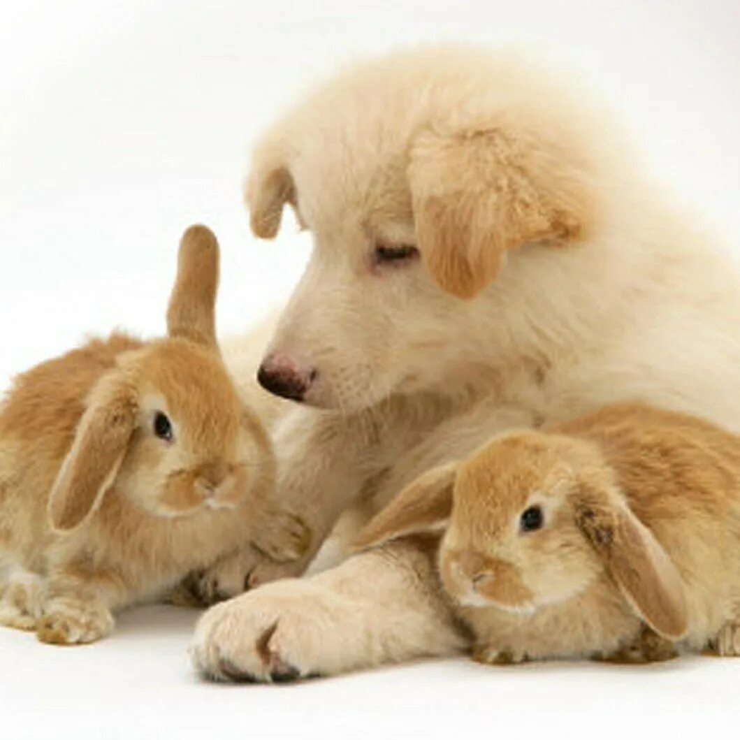 Собачки хомячки. Кролик и собака. Щенок и кролик. Котики собачки. Кролик и котенок.