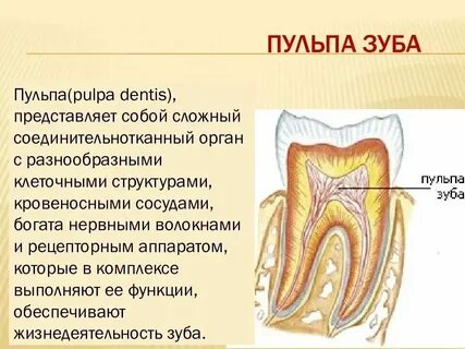 Пульпа вино