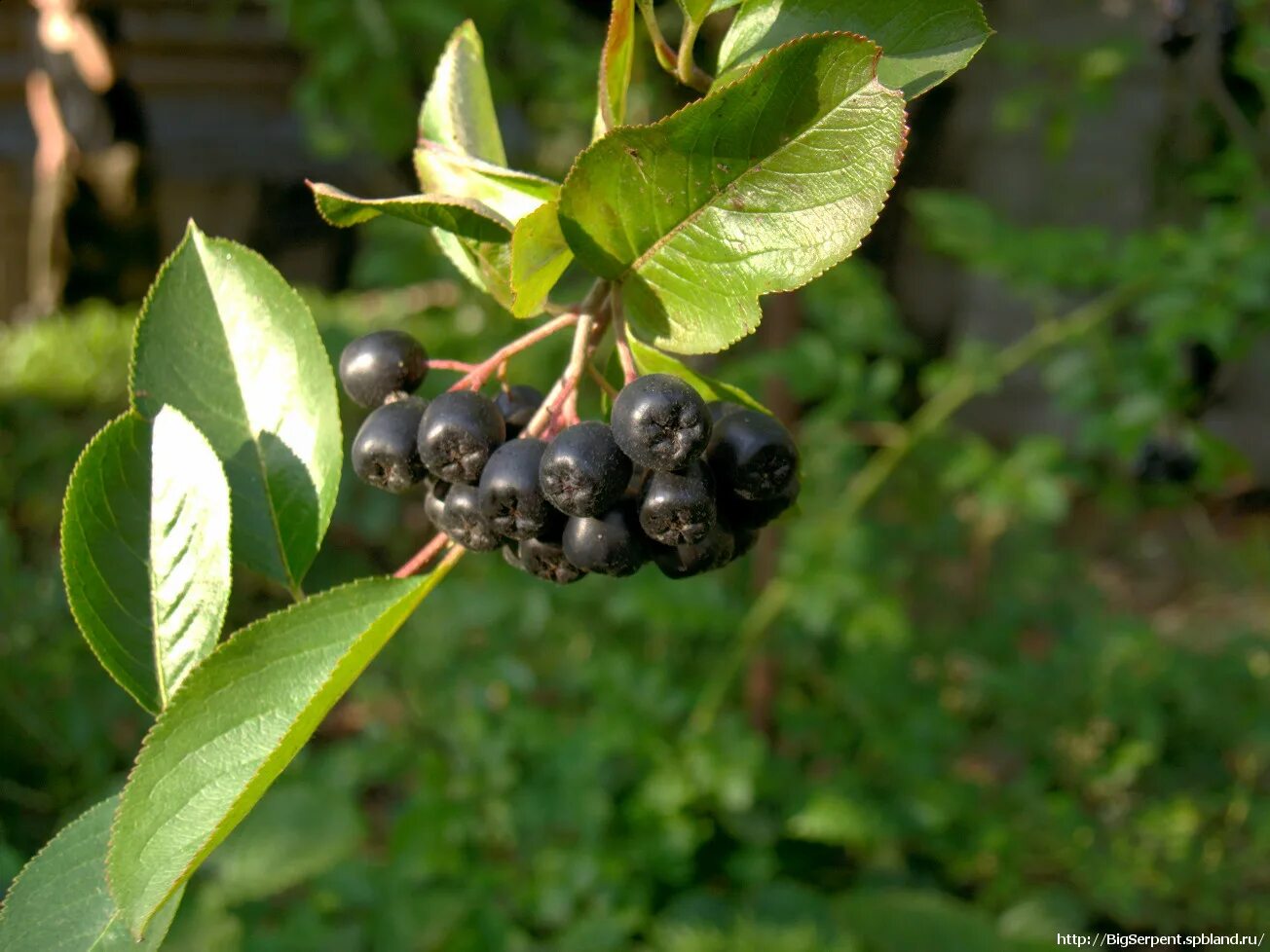 Autumn magic арония. арония сорта неро. арония черноплодная / aronia mitschurinii. черноплодная рябина дерево или кустарник. черноплодная рябина маленький куст.