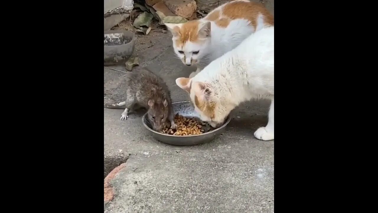 Коты едят крыс. Крысы едят кошачью еду у подъезда.