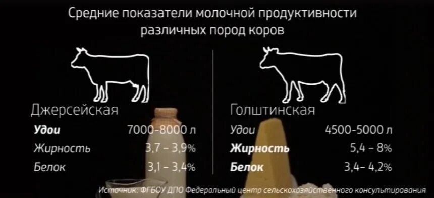 20 коров сколько молока. Показатели молочной продуктивности коров. Сколько корова дает молока в сутки. Удойность коров. Джерсейская порода коров продуктивность.