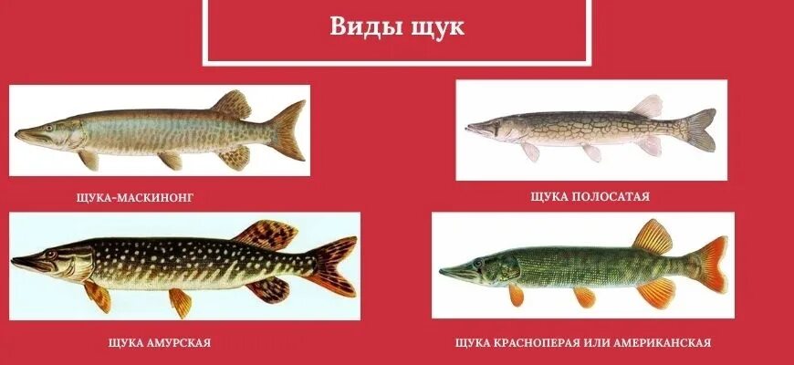 Щука обыкновенная малек. Щука описание для детей. Разновидности щук. Байкальский заповедник щука. Семейство щуковые.