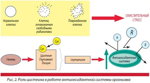 Биологическая роль глутатиона и других антиоксидантных систем. Роль антиоксидантов. Антиоксидантная защита роль. Глутатион редуктазная система. Антиоксидантная система организма.