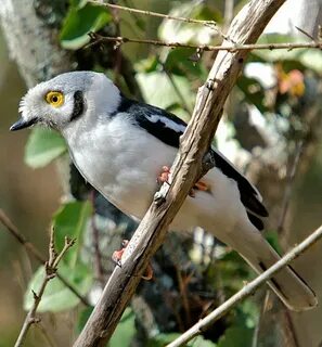 White crested