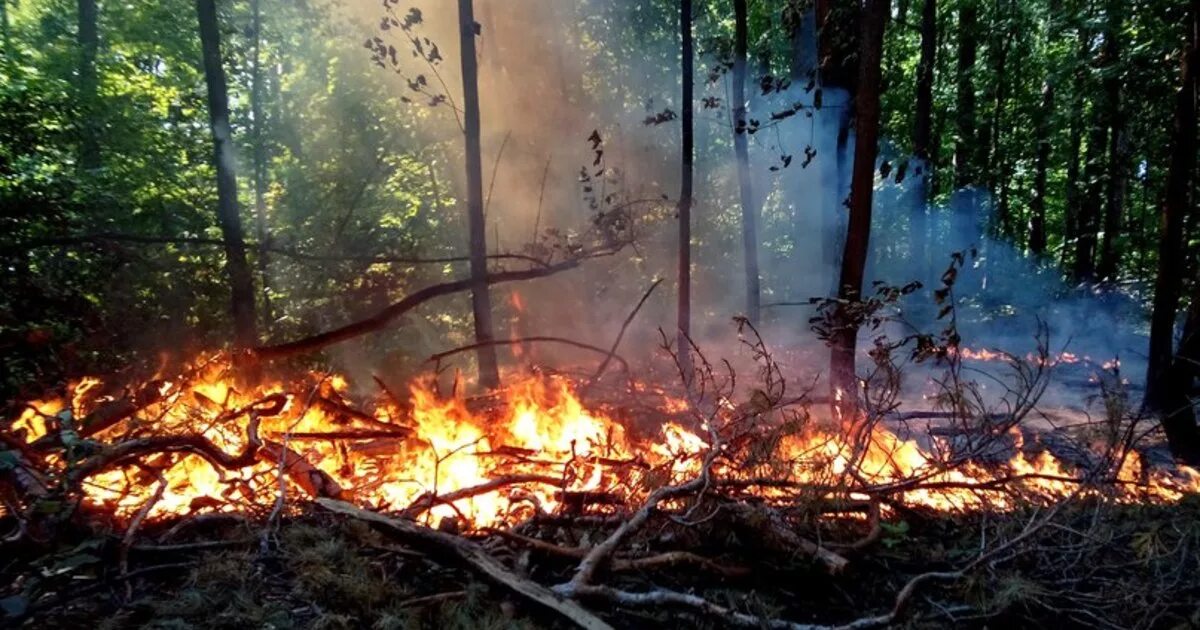 Кипит в лесу. Пожар в лесу. Пожар Лесной животные. Лесные опасности Лесные пожары.