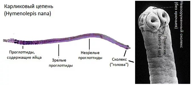 Половозрелая особь карликового цепня. Взрослая особь карликового цепня. Карликовый цепень (Hymenolepis Nana). Карликовый цепень взрослая особь.