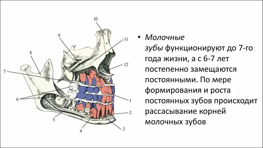 У молочных зубов есть корни. Как рассасывается корень у молочного зуба.