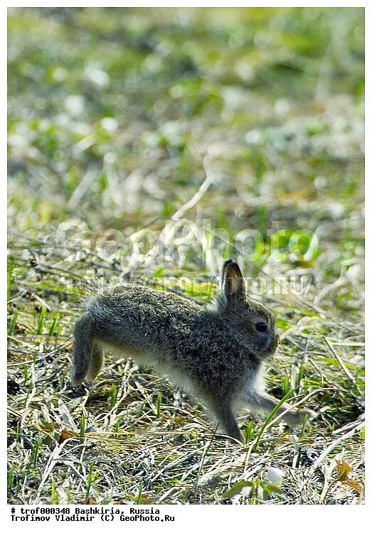 башкирия животные недорого. национальный парк башкирия животные. башкирия лошади река горы. башкирия животные недорого. благородный пятнистый олень.
