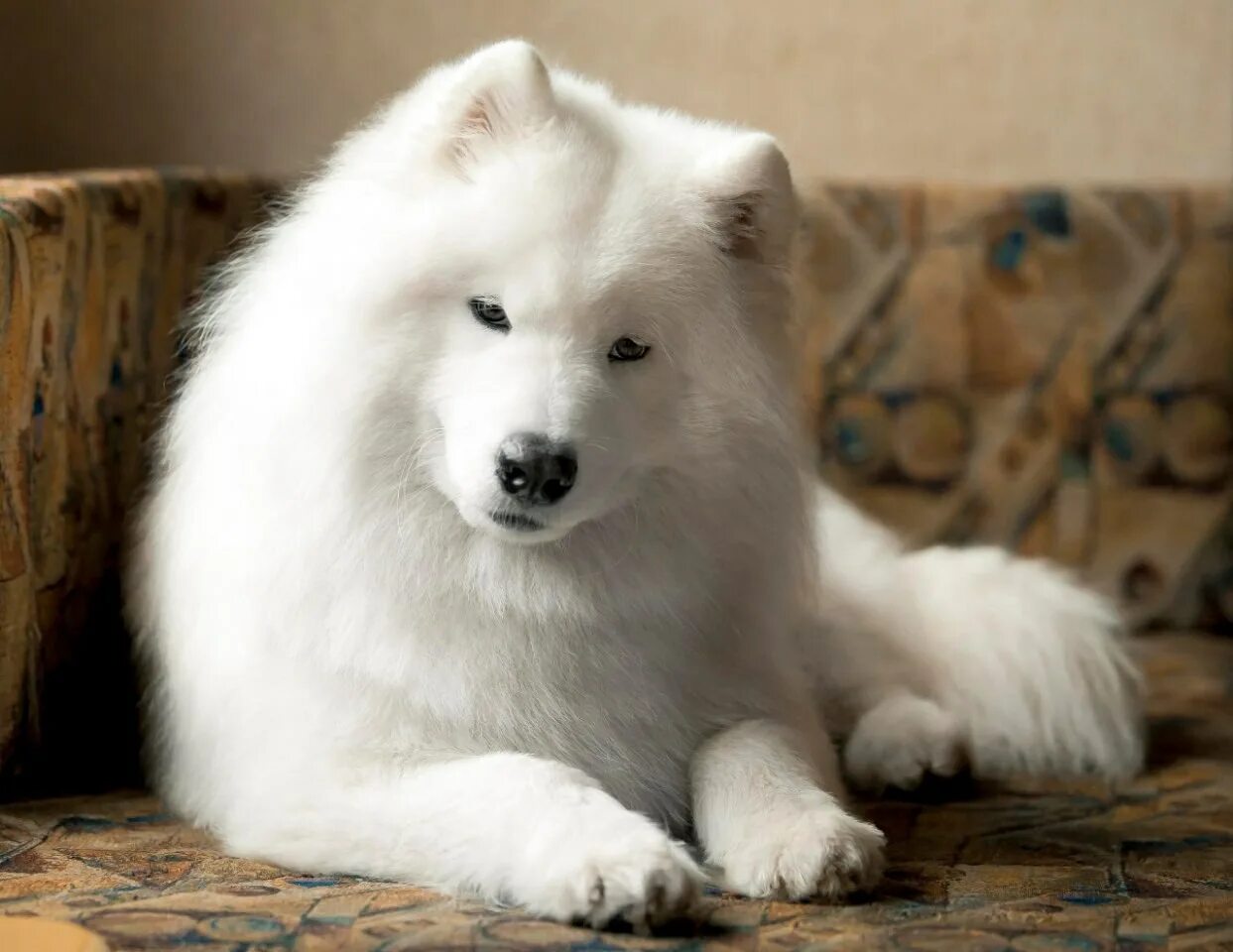 Японский шпиц. Турецкий ангорский кот белый. Турецкая ангорская порода. Аляскинский маламут белый. Лайка самоед.