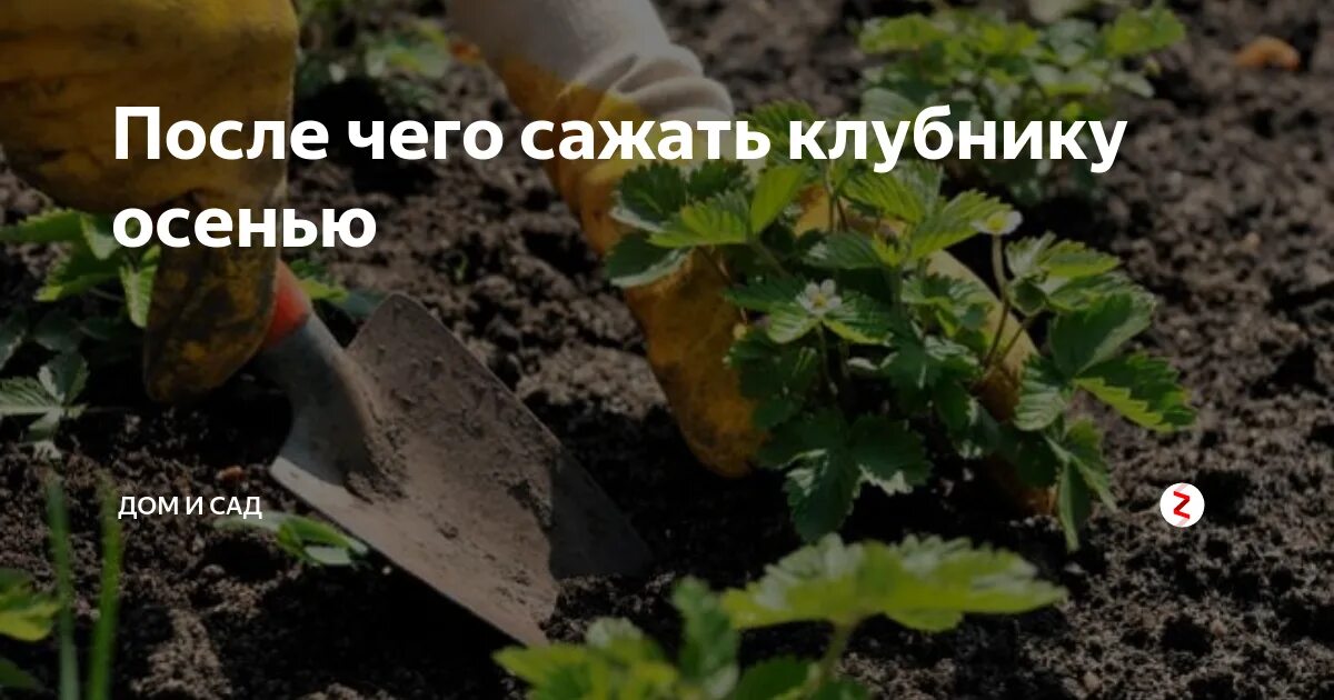 Что можно сажать после клубники на следующий. После чего садить клубнику. После чего сажать клубнику. После чегосажпть кьубнику. После чего посадить клубнику.