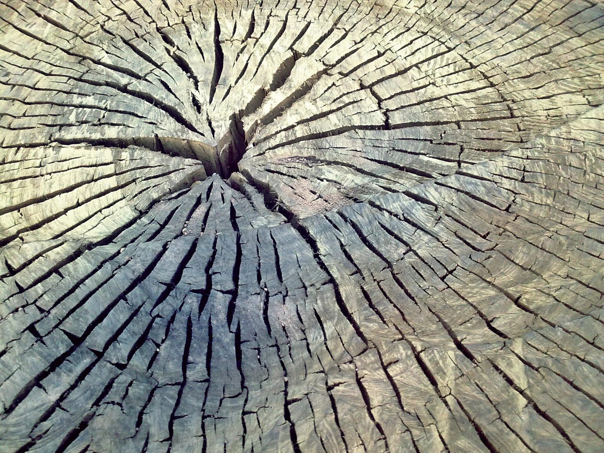 Трещина на дереве. Ствол дерева. Красивый срез дерева. Потрескавшаяся древесина. Текстура ствола дерева.