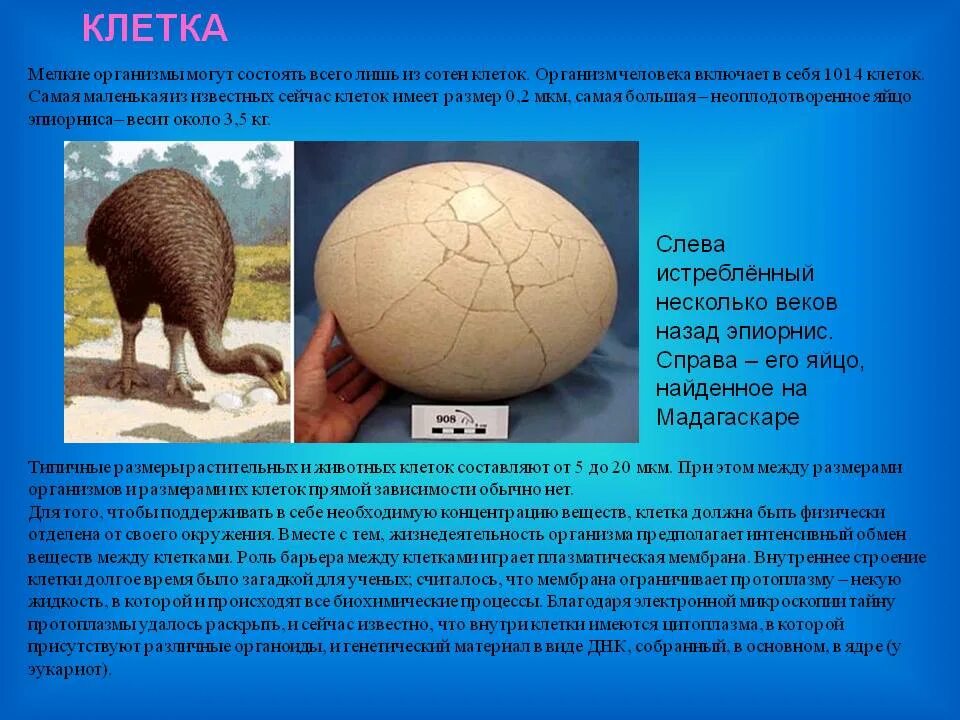 Схема строения клетки гриба. Строение клетки ткани. Примеры больших клеток. Разнообразие клеток организма. Самая крупная клетка.