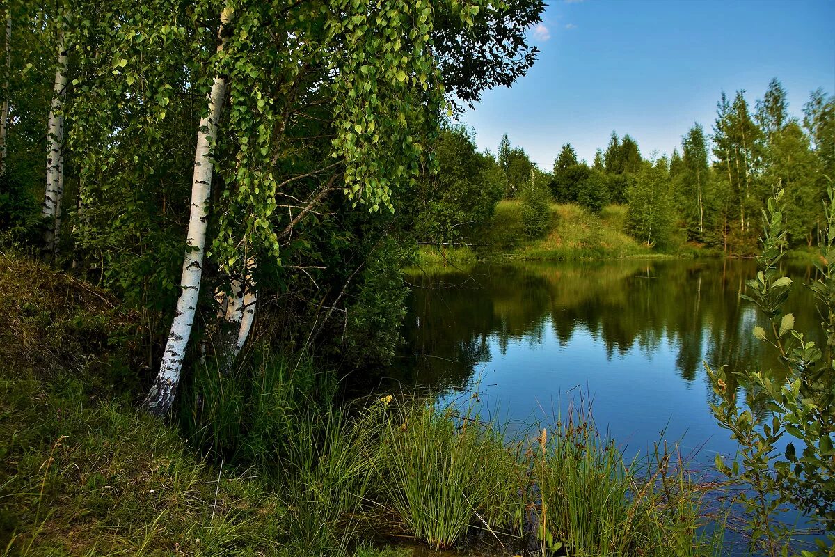 берёзовая крона и река. березовый лес река. березовые рощи марий эл. река хопер берег березы. березовый лес река.