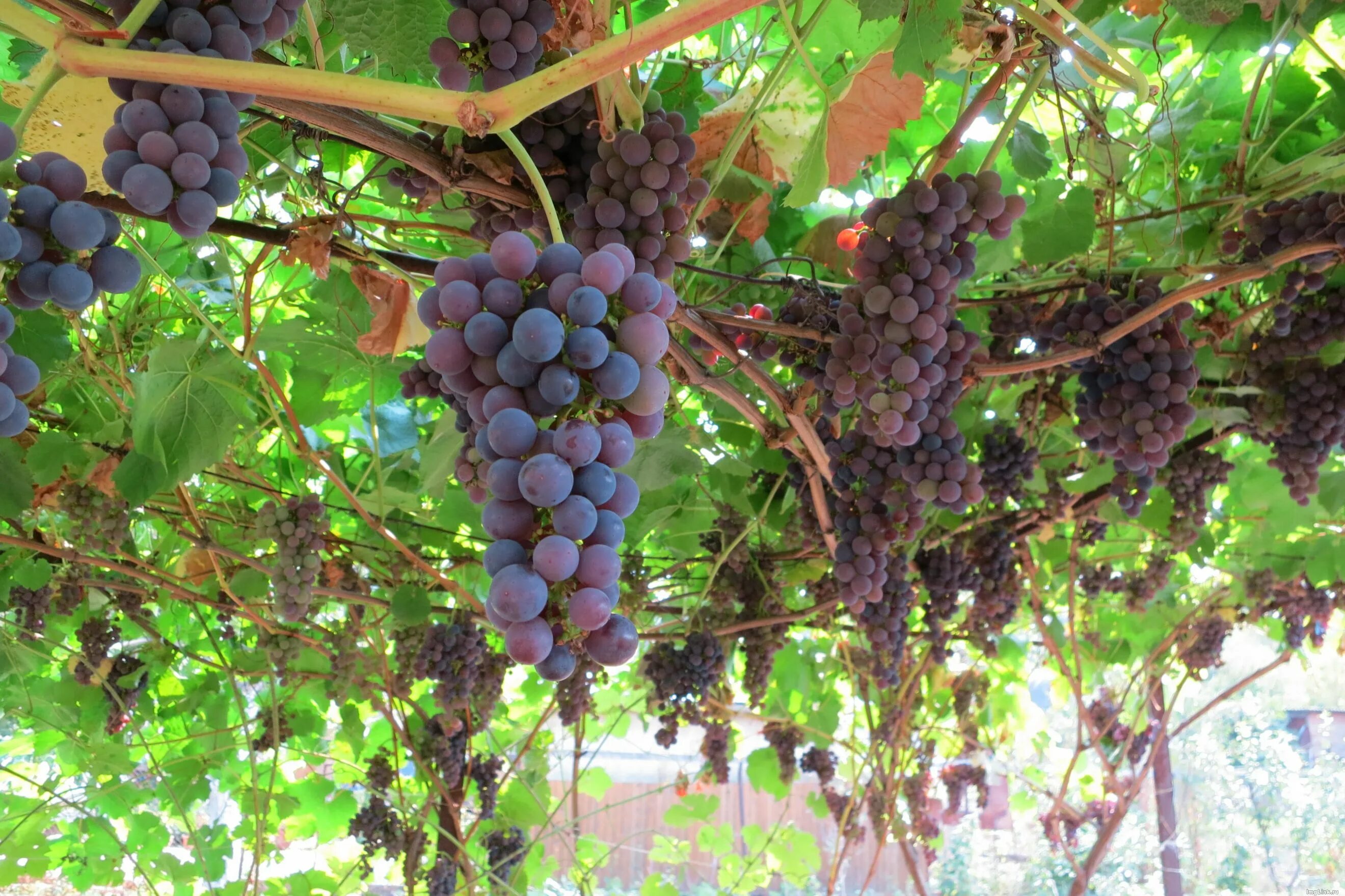 Виноград неретинский. Виноград технический маркетт. Виноград маркетт описание. Виноград либерти. Виноград маркетт описание сорта.