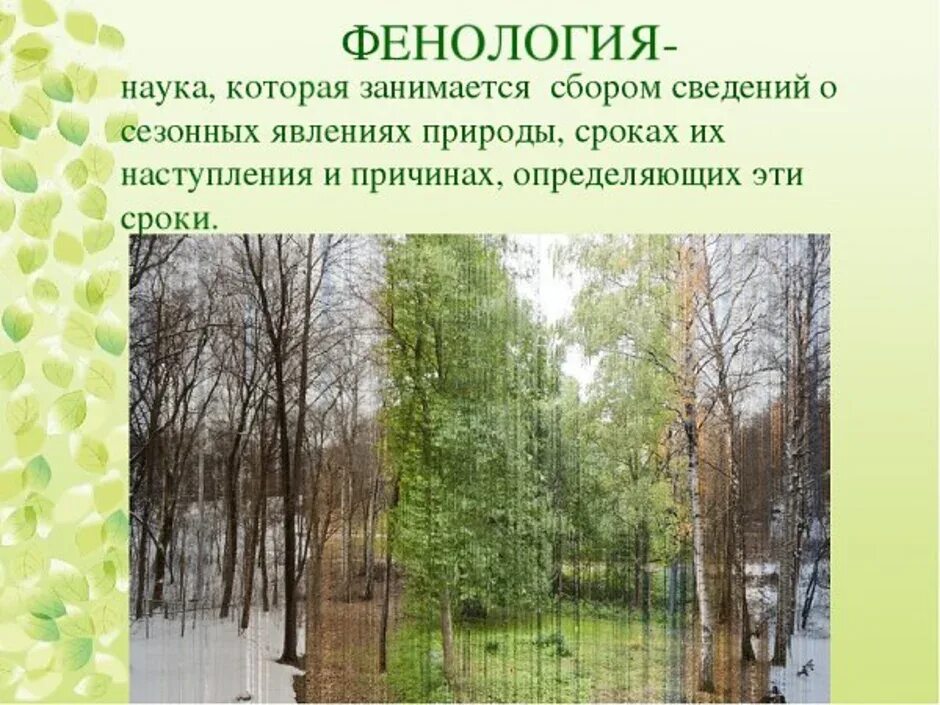 Фенология это наука. Фенологические явления природы. Фенология в природе. Фенологические явления весной. Что изучает фенология