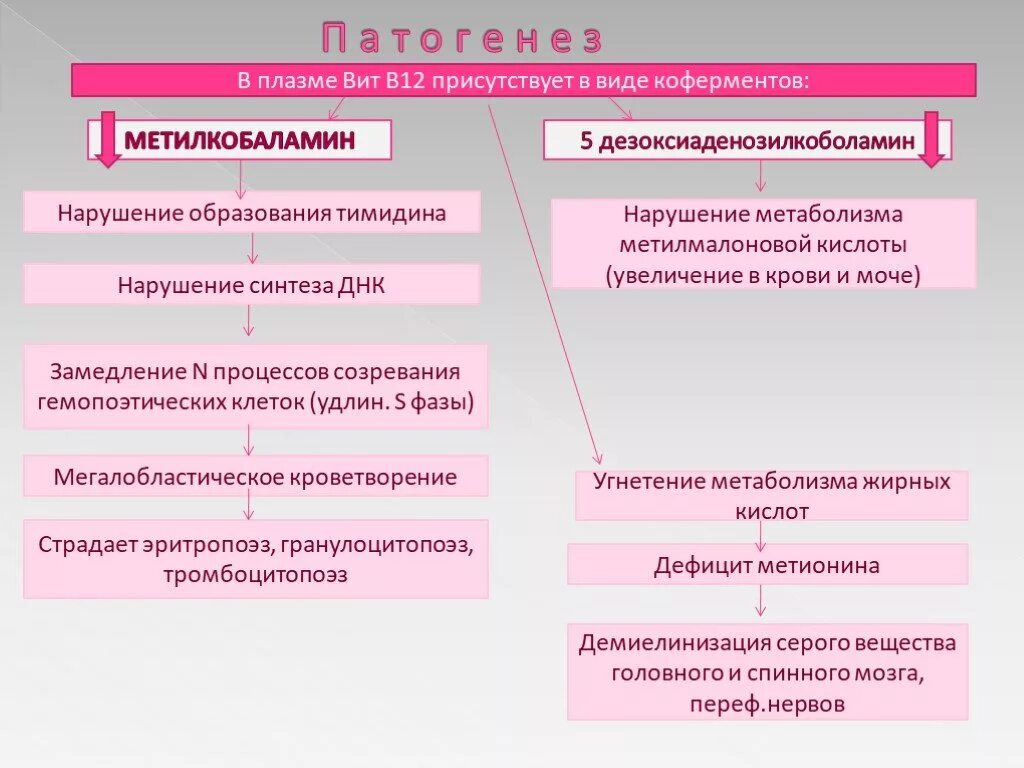 Анемия при недостатке витамина. Патогенез дефицита витамина в12. Механизм развития в12 дефицитной анемии. Механизм развития витамина в12 дефицитной анемии. Витамин в12 дефицитная анемия патогенез.