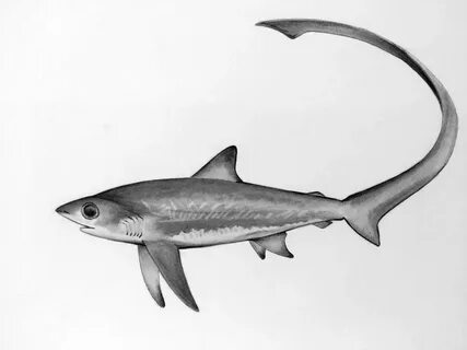 Thresher shark